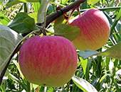 Яблоня сорт «Медуница»