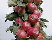 Яблоня колоновидная  сорт «Валюта»