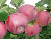 Яблоня сорт «Вишневое»