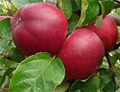 Яблоня сорт «Веньяминовское»