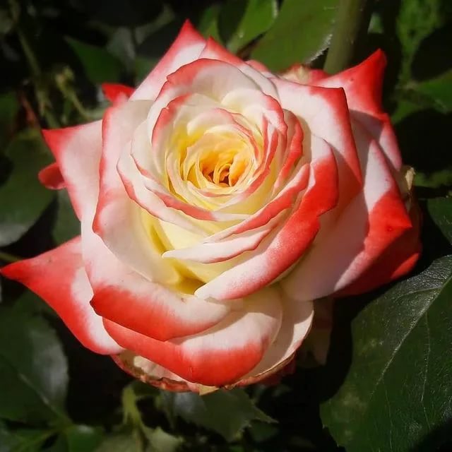 Роза сорт «Императрица Фарах»