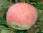 Яблоня  сорт «Скала»
