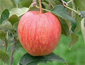 Яблоня  сорт «Осеннее полосатое»